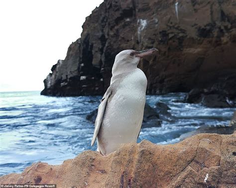 Extremely Rare White Penguin, First In History Spotted On Galapagos Islands (Pix - Science ...