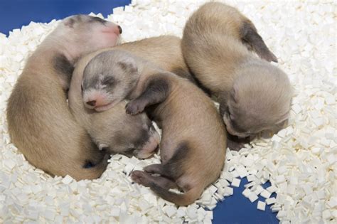 Black-Footed Ferrets: Top Milestones for a Species Once Presumed ...