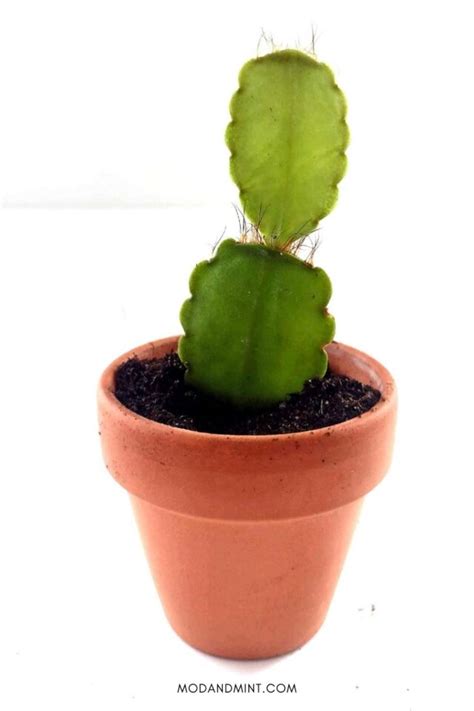 3 Ways How to Propagate Your Easter Cactus