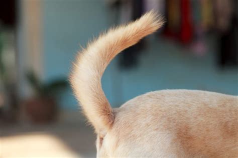 What dog tail wagging really means - PetProfessional