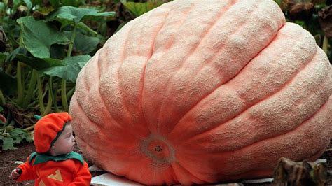 So You Want to Grow the World’s Biggest Pumpkin | Flipboard