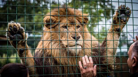 The Big Cat Sanctuary - Ian Skelton Photography - Omologato shoot