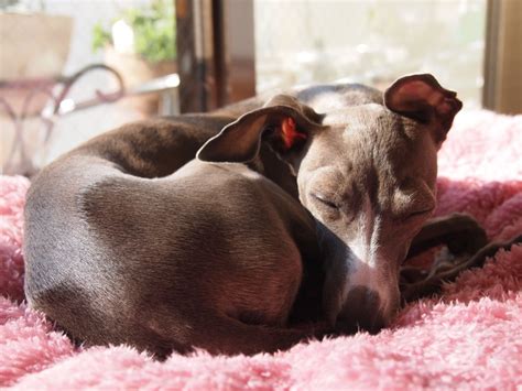 sleeping. | Italian greyhound, Greyhound, Boston terrier