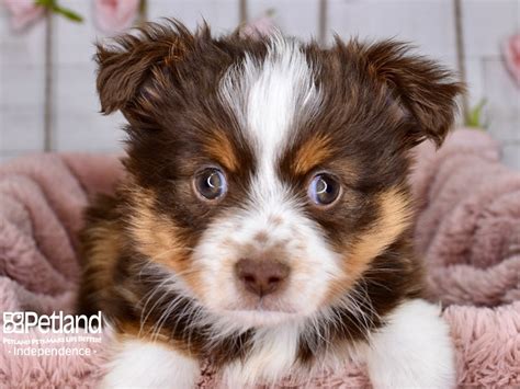 Tri Colored Australian Shepherd Puppies