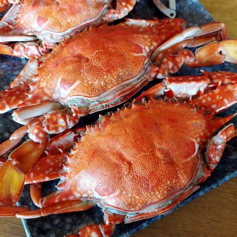 Premium Photo | Philippine king crab