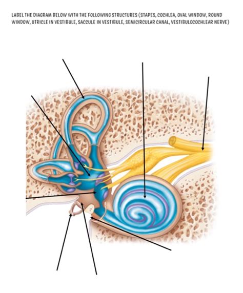 Solved LABEL THE DIAGRAM BELOW WITH THE FOLLOWING STRUCTURES | Chegg.com