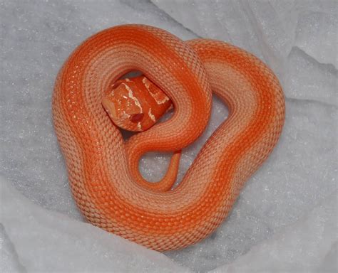 Purpleline Albino Superconda | Hognose snake, Western hognose snake ...