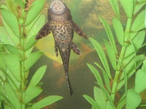 Sucker fish in my aquarium. | Plecostomus, Animals, Fish