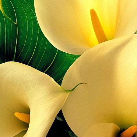 Calla lily wallpapers HD 🔥 Download Free backgrounds