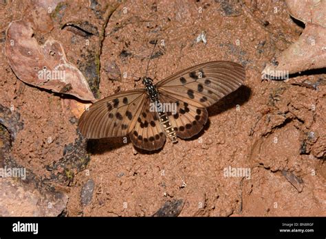 Butterfly (Acraea rogersi: Acraeidae) male puddling in rainforest, Ghana Stock Photo - Alamy