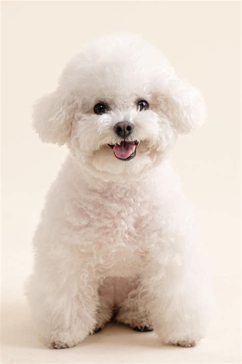 17 Stylish Dog Grooming Styles For Maltipoos (With Pictures)