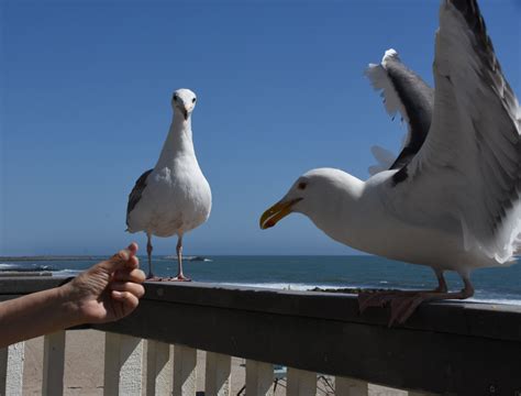 Feeding The Gulls Free Stock Photo - Public Domain Pictures