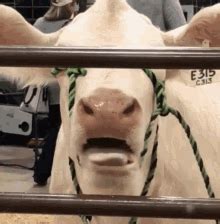 Tongue Tongue Out GIF – Tongue Tongue Out Cow – discover and share GIFs