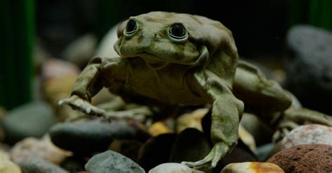 10,000 Critically Endangered Frogs Have Suddenly Died In Peru's Lake Titicaca | HuffPost