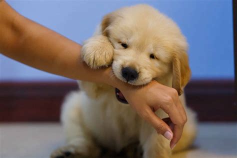 Stop Golden Retriever Puppy Biting | Snowy Pines White Labs