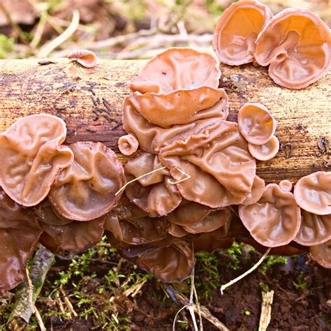 Amber Jelly Roll Fungus: Identification, Foraging, and Uses - Mushroom ...