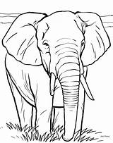 Realistic Elephant Coloring Pages At GetDrawings  Free Download sketch template