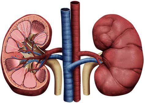 How to Draw the Perfect Human Kidney Anatomy and Physiology" | Sharomena Aarthi | Skillshare