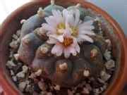 T. Bridgesii forma monstrose, consuming? Do anyone experience from this ...