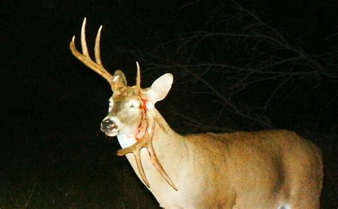 Immediate Whitetail Sit Alert | Whitetail Habitat Solutions