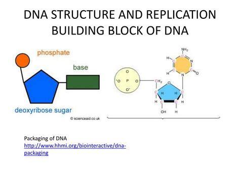 PPT - DNA STRUCTURE AND REPLICATION BUILDING BLOCK OF DNA PowerPoint Presentation - ID:4026493