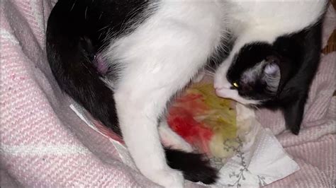 Cat Giving Birth to 3 kittens with complete video , part one birth with second cat .OLEA - YouTube