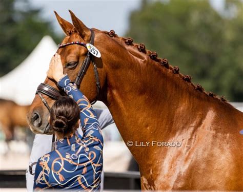 Photo Report: European Invasion at 2023 Global Dressage Festival