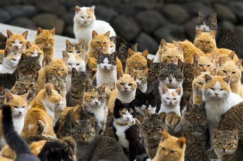 Cat Island, Tashirojima, Japan