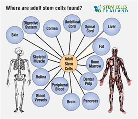 Adult Stem Cells