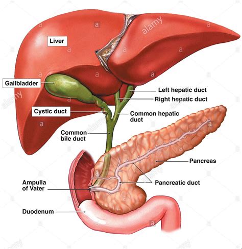 Cholecystectomy