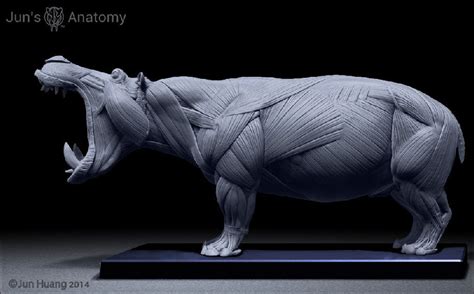 ArtStation - Hippo anatomy model