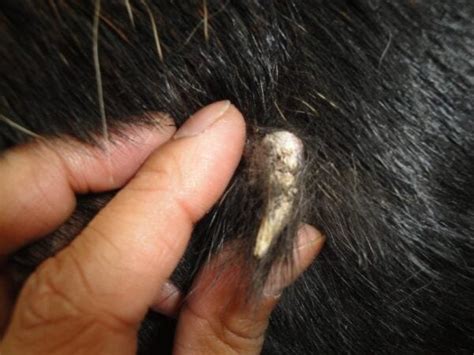 What Is a Cutaneous Horn on a Dog?