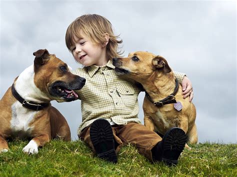 NUNCAJAMAS COCKER: TRES DE CADA CUATRO DUEÑOS DE PERROS BESA A DIARIO A ...