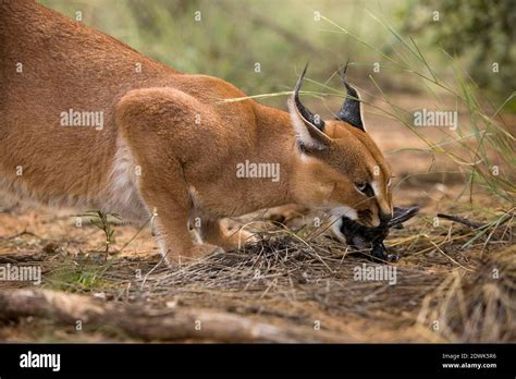 Caracal hunting prey hi-res stock photography and images - Alamy