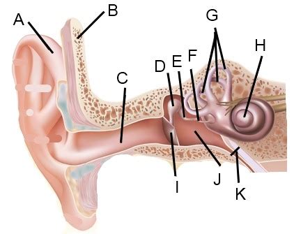 ear quiz Diagram | Quizlet