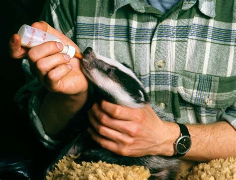 Badger | Nocturnal, Burrowing Mammal | Britannica