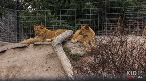 Idaho Falls Zoo prepares for 2018 season