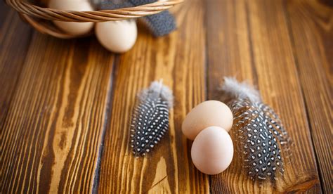 Can You Eat Guinea Fowl Eggs? - The Hip Chick