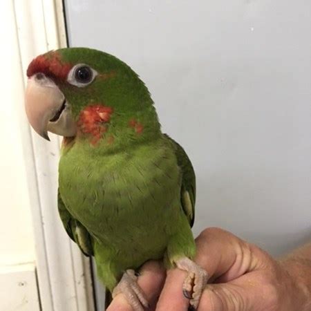 Mitred Conure #130154 for sale in Niles, IL