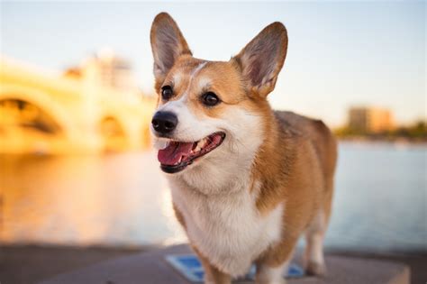 Welsh Corgi Pembroke : caractère, prix, éducation, élevage