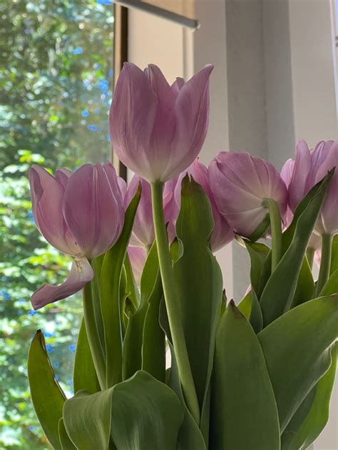 tulips | Flowers, Tulips, Plants