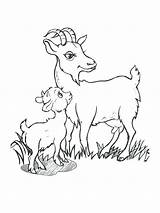 Goat Coloring Pages At GetColoringscom  Free Printable Colorings sketch template