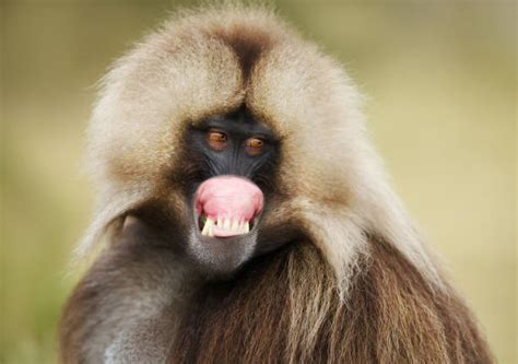 Best Monkey Lips Stock Photos, Pictures & Royalty-Free Images - iStock