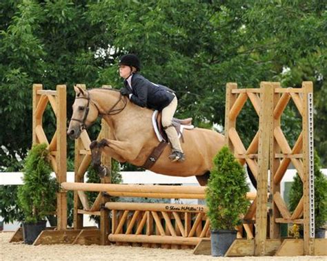 Nicely Dun - Welsh Cross - pony Hunter for sale on Bigeq.com | Ponies for sale, Welsh pony and ...