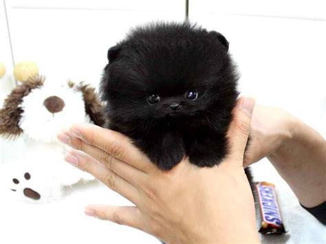 Black Baby Pomeranian