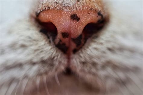 Melanoma On Cats Lips Symptoms | Lipstutorial.org