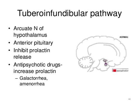 Neurobiology of schizophrenia