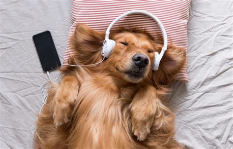 Dog Headphones Music Mood Hd Wallpaper | hohomiche