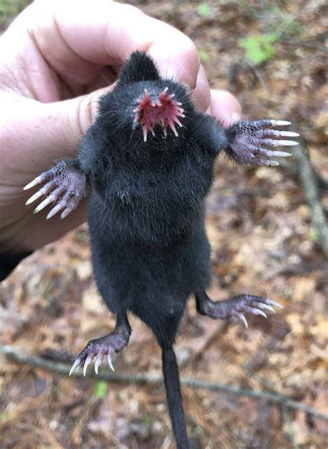 Star-nosed Mole (ASM Mammals of Pennsylvania) · iNaturalist