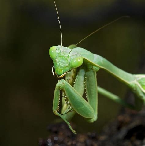 Close Up Of A Praying Mantis Photograph by Jack Goldfarb | Praying mantis, Pray, Close up